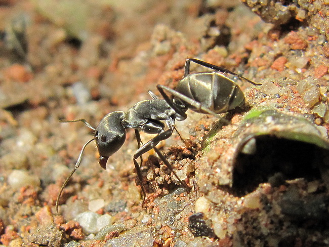 Camponotus parius