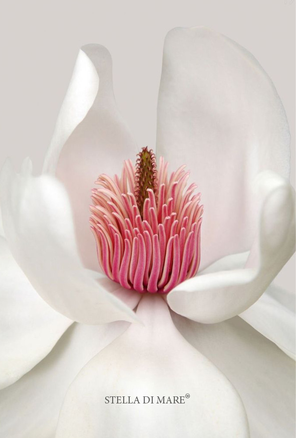Flower #3