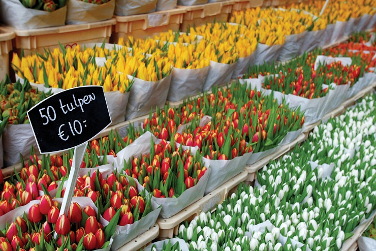 цены на тюльпаны