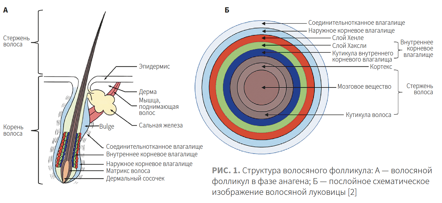 Строение волоса