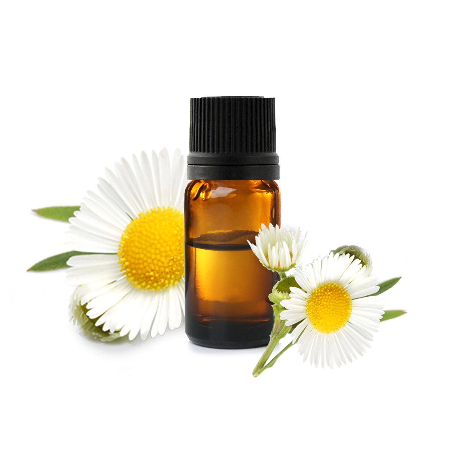 дикая ромашка.jfif