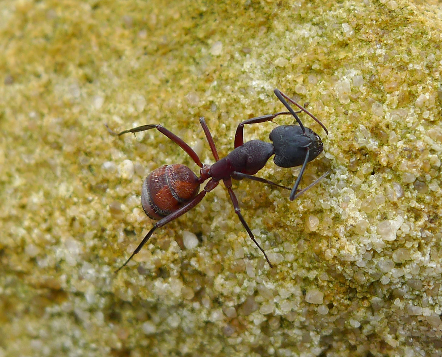 Camponotus Cruentatus купить с доставкой по всей России