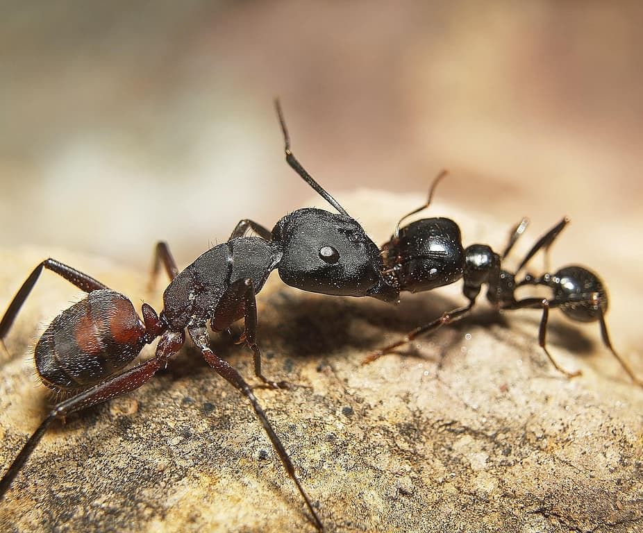 Camponotus cruentatus