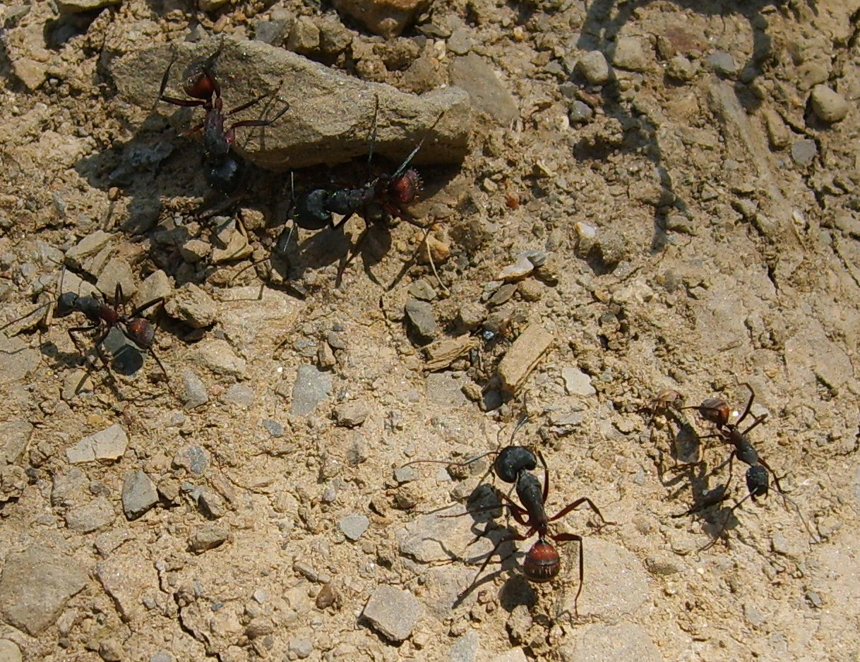 Camponotus cruentatus