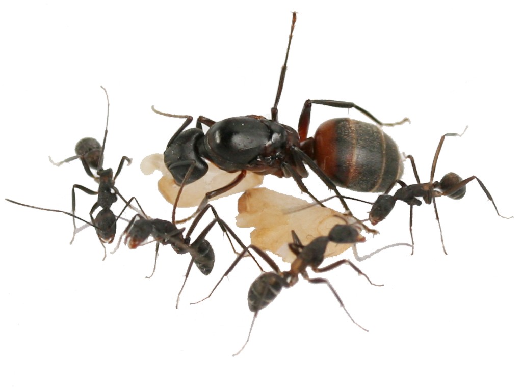 Camponotus cruentatus