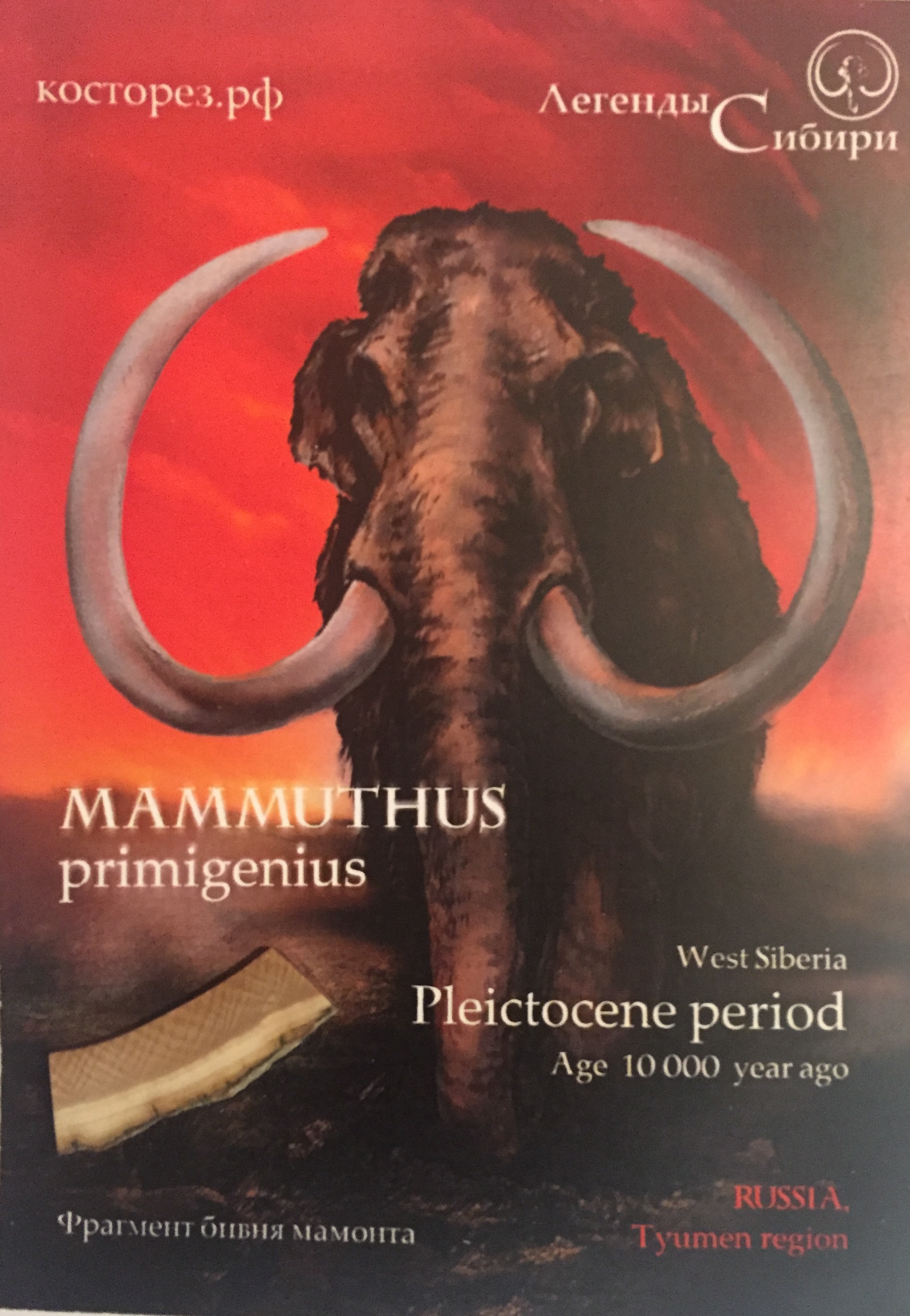открытка, сувенирная, с бивнем мамонта, сувенир в тюмени, легенды сибири, победитель туристический сувенир, конкурс туристический сувенир