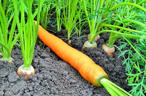 Когда сажать морковь?