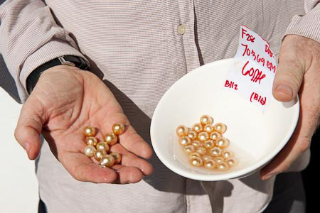 JB shows freshly harvested pearls