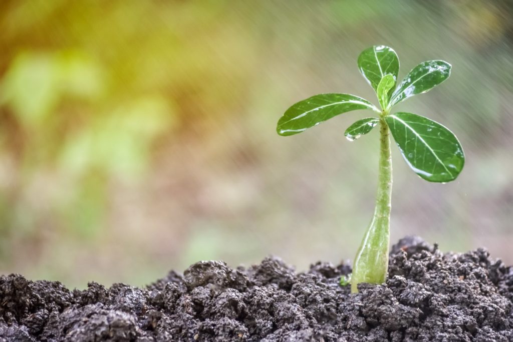Выращиваем адениумы из семян: пошаговое руководство и советы