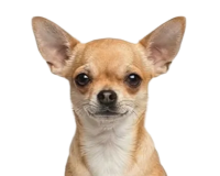 Высокий иммунитет