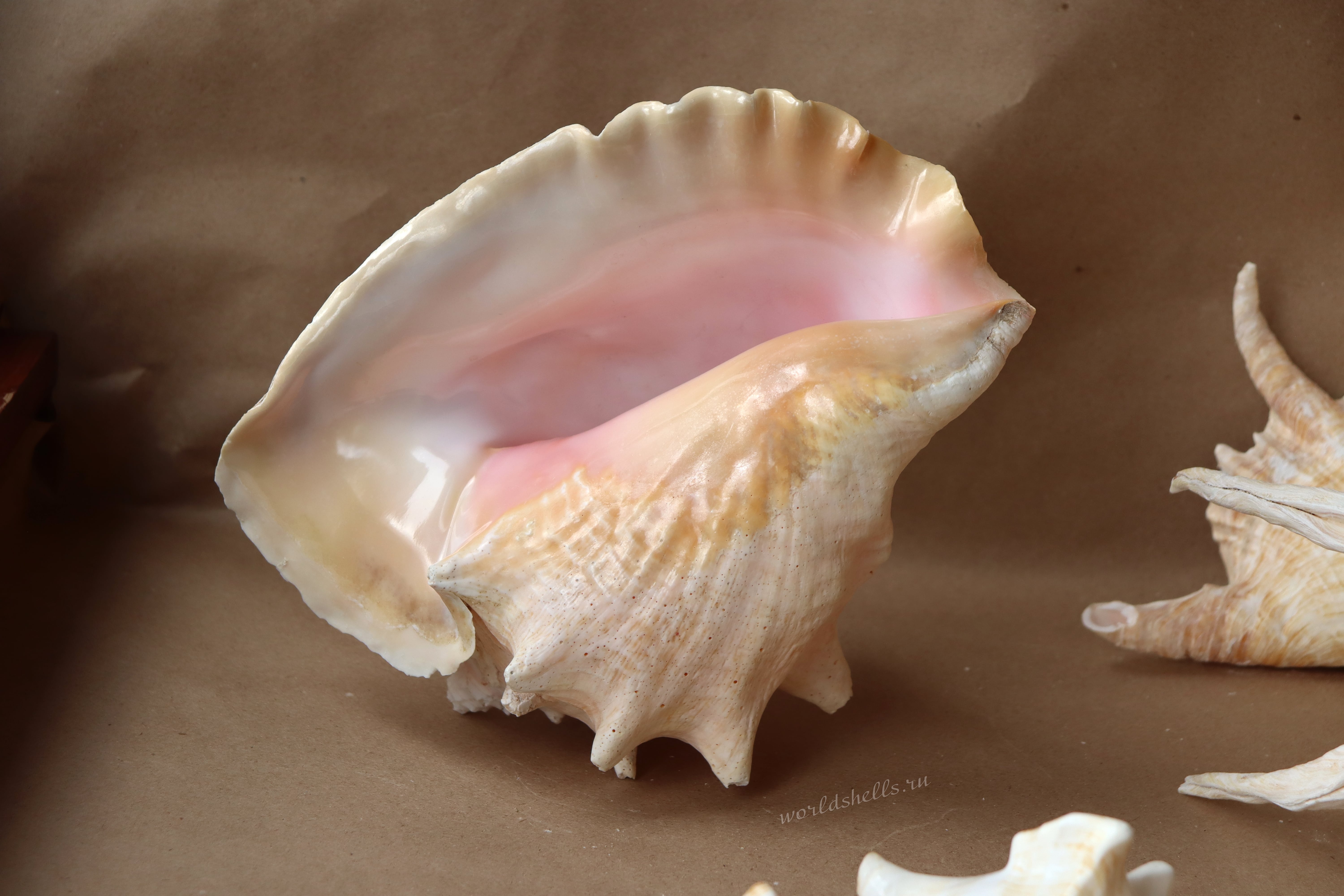 Морская раковина Стромбус Гигас, Strombus gigas-min.jpg