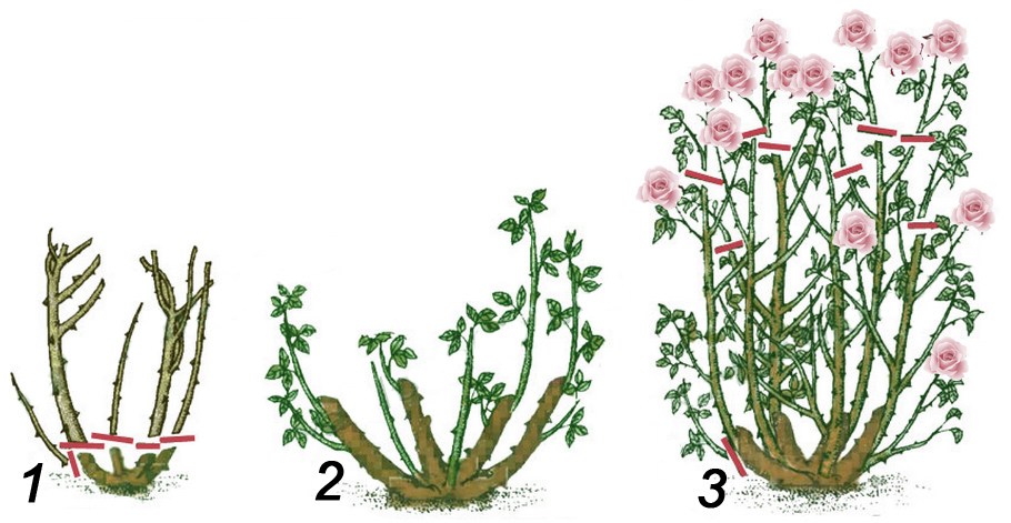 Как обрезать розу после цветения. Строение куста плетистой розы. Схема куста чайно гибридной розы. Обрезка кустовых роз летом. Обрезка чайно-гибридных роз.