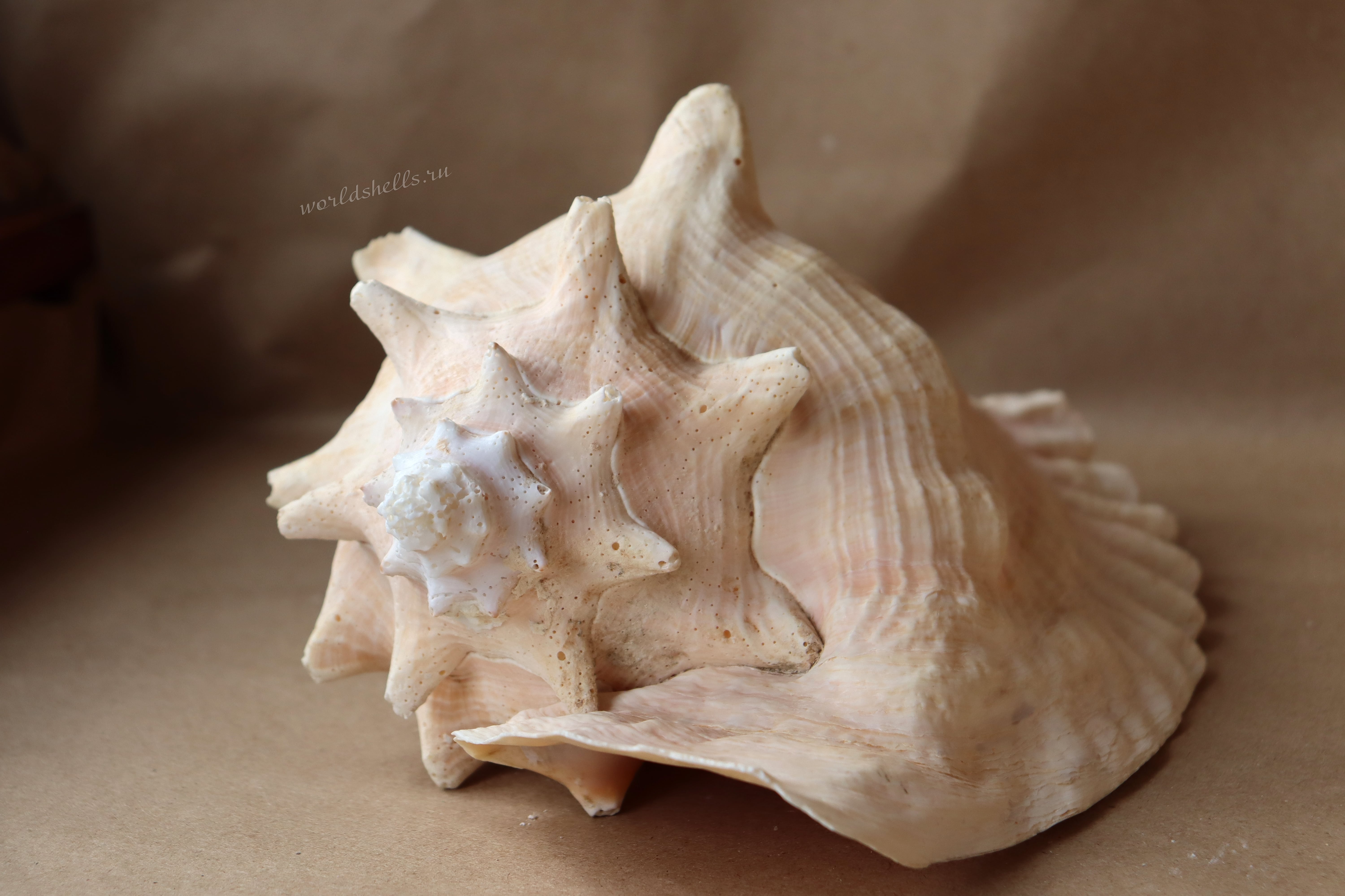 Морская раковина Стромбус Гигас, Strombus gigas 6-min.jpg