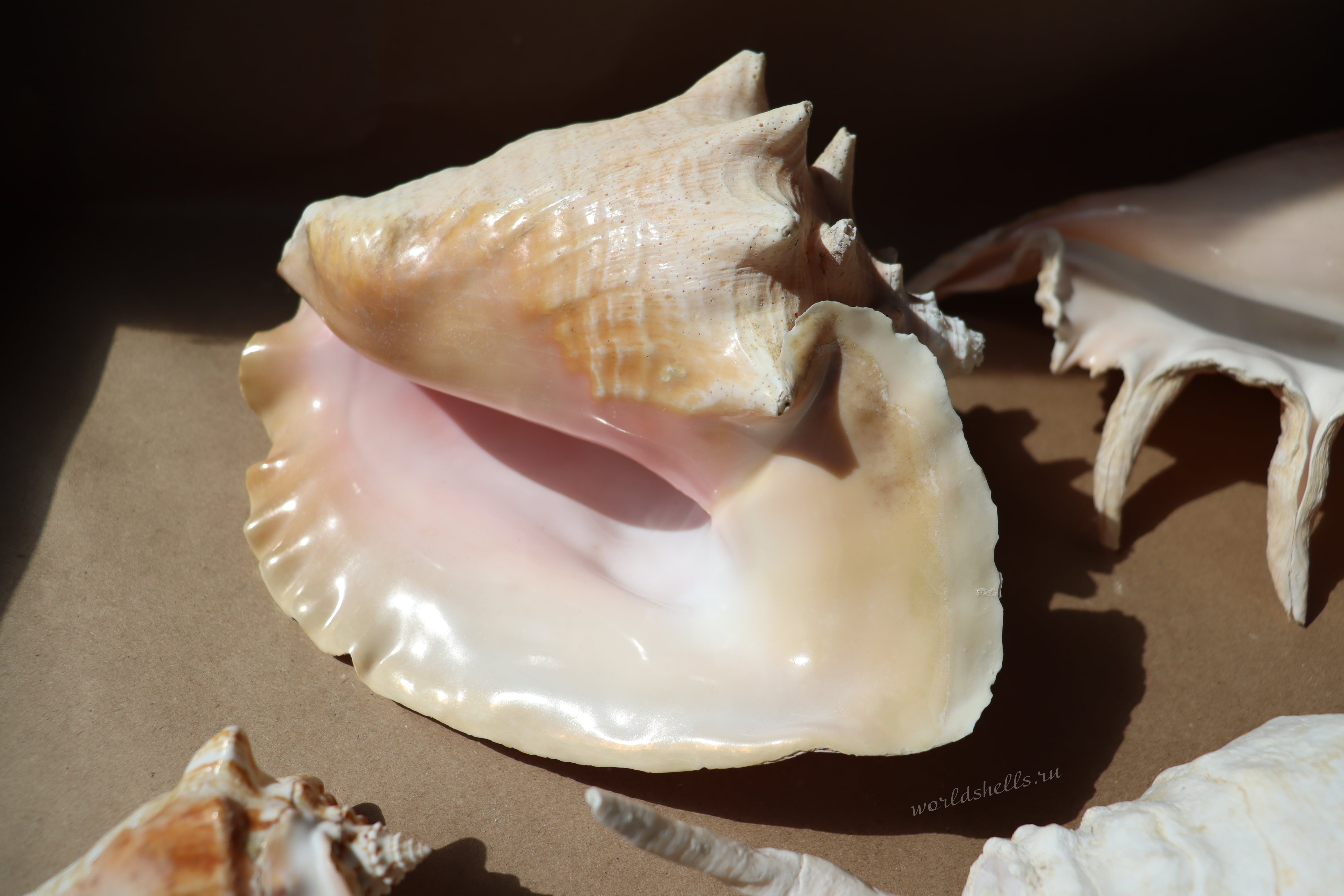 Морская раковина Стромбус Гигас, Strombus gigas 7-min.jpg