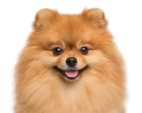 Великолепная шерсть