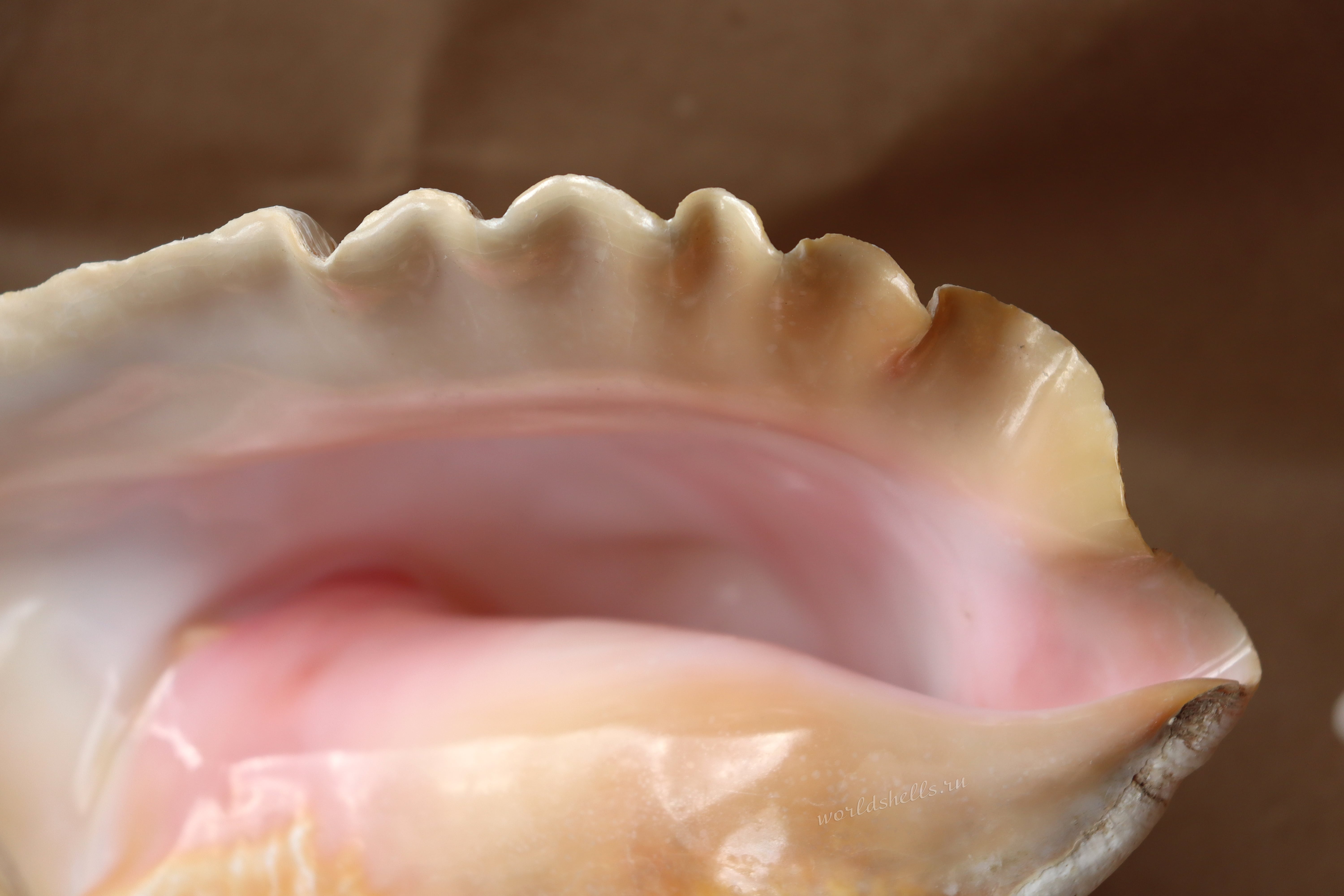 Морская раковина Стромбус Гигас, Strombus gigas 1-min.jpg