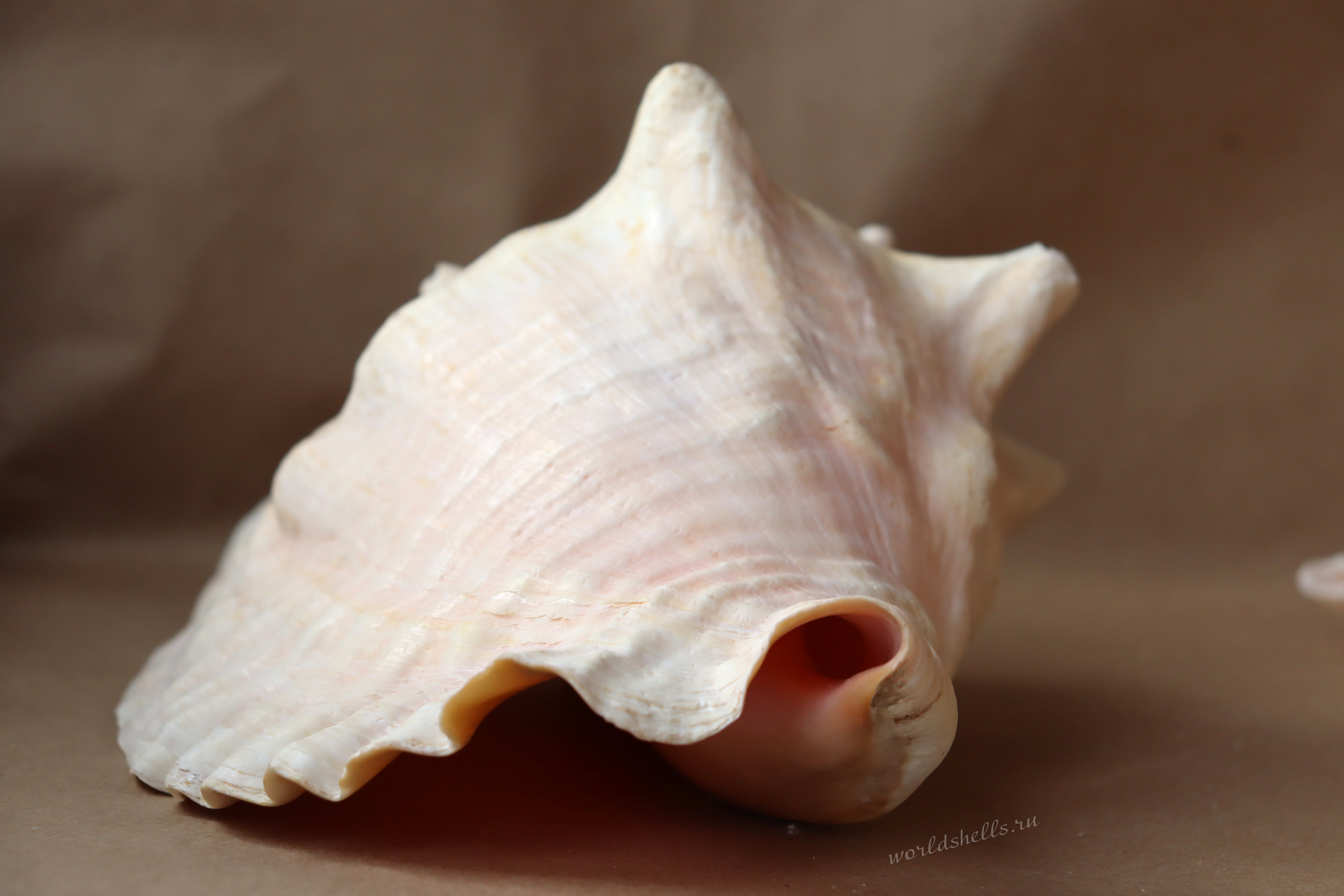 Морская раковина Стромбус Гигас, Strombus gigas 5-min.jpg
