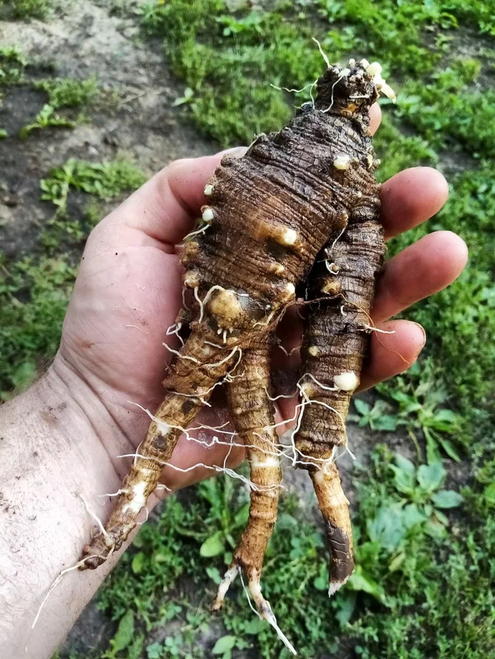 Корень Кодонопсиса