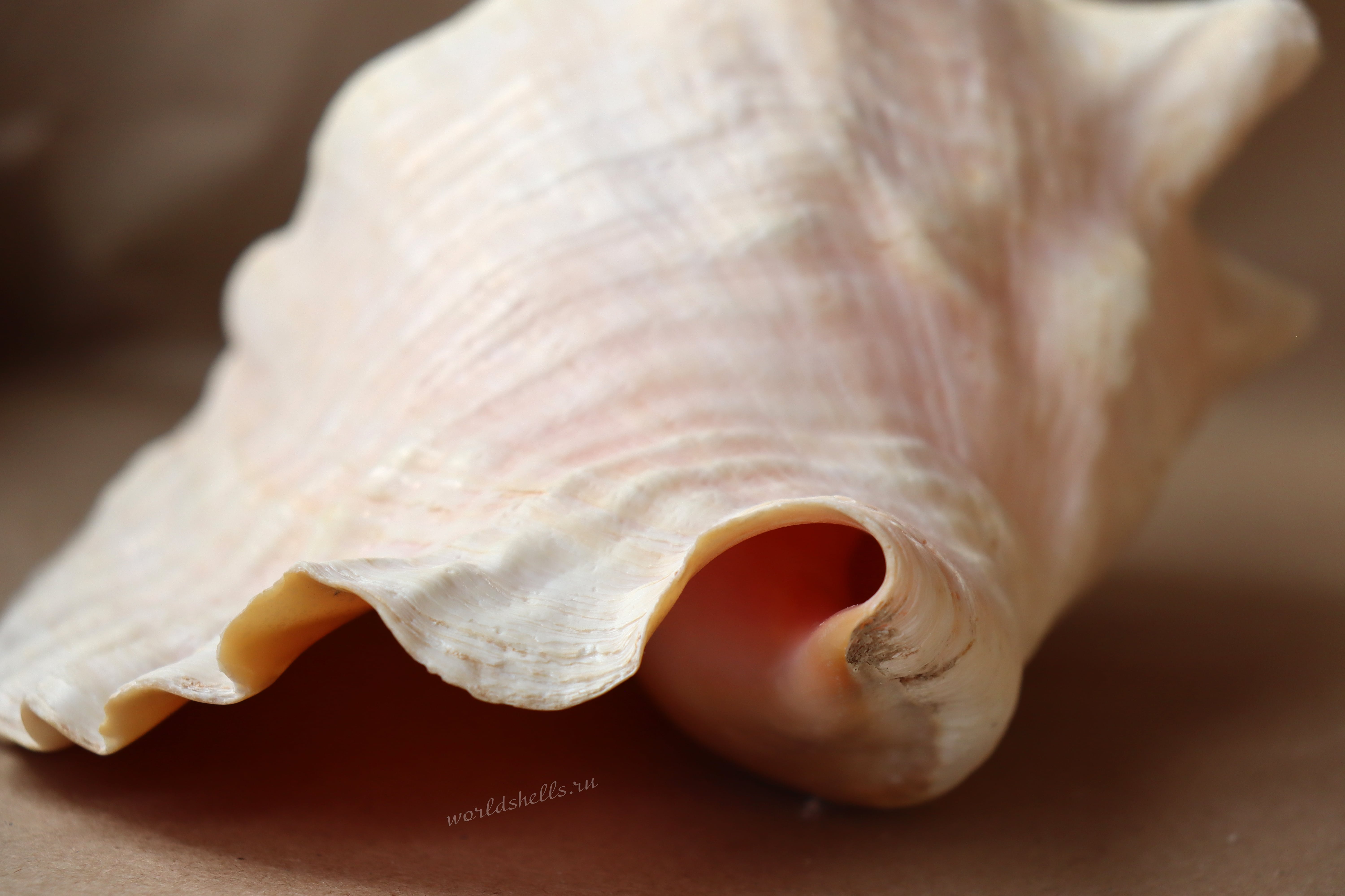 Морская раковина Стромбус Гигас, Strombus gigas 4-min.jpg