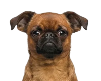 Здоровые зубы