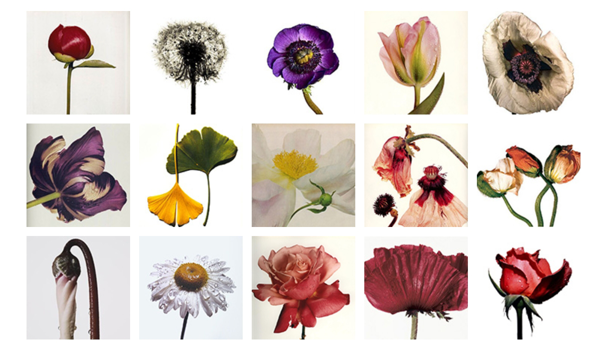 Фотограф Ирвинг Пенн (Irving Penn) - Still life - Натюрморты фотографа - Фотожурнал - Фотошкола Михаила Панина — Яндекс Браузер копия.jpg