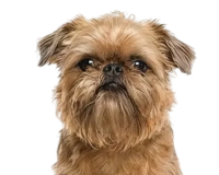 Отсутствие аллергий