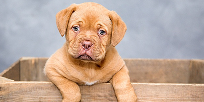 puppy_400x200.jpg