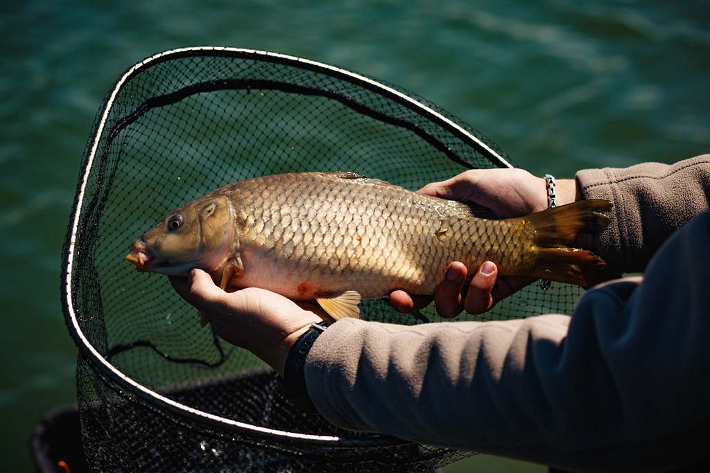 Carpfishing catch & release