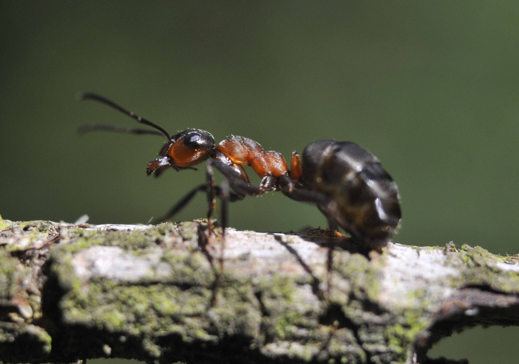 Доработка мотороллера муравей
