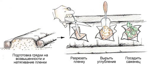 Клубника под агроволокном