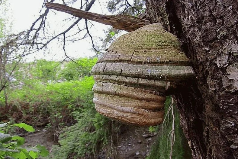 Трутовик лиственничный