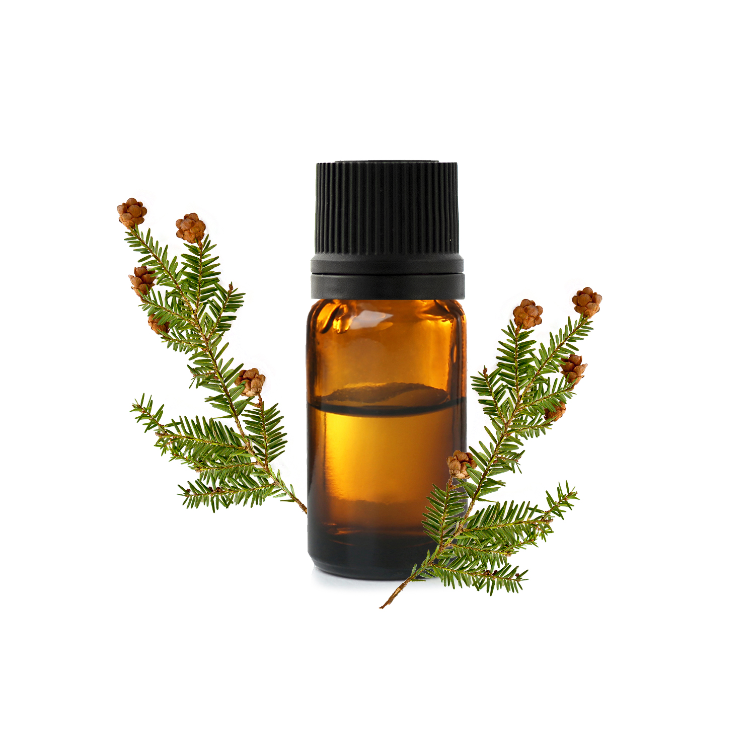 болиголова.jfif