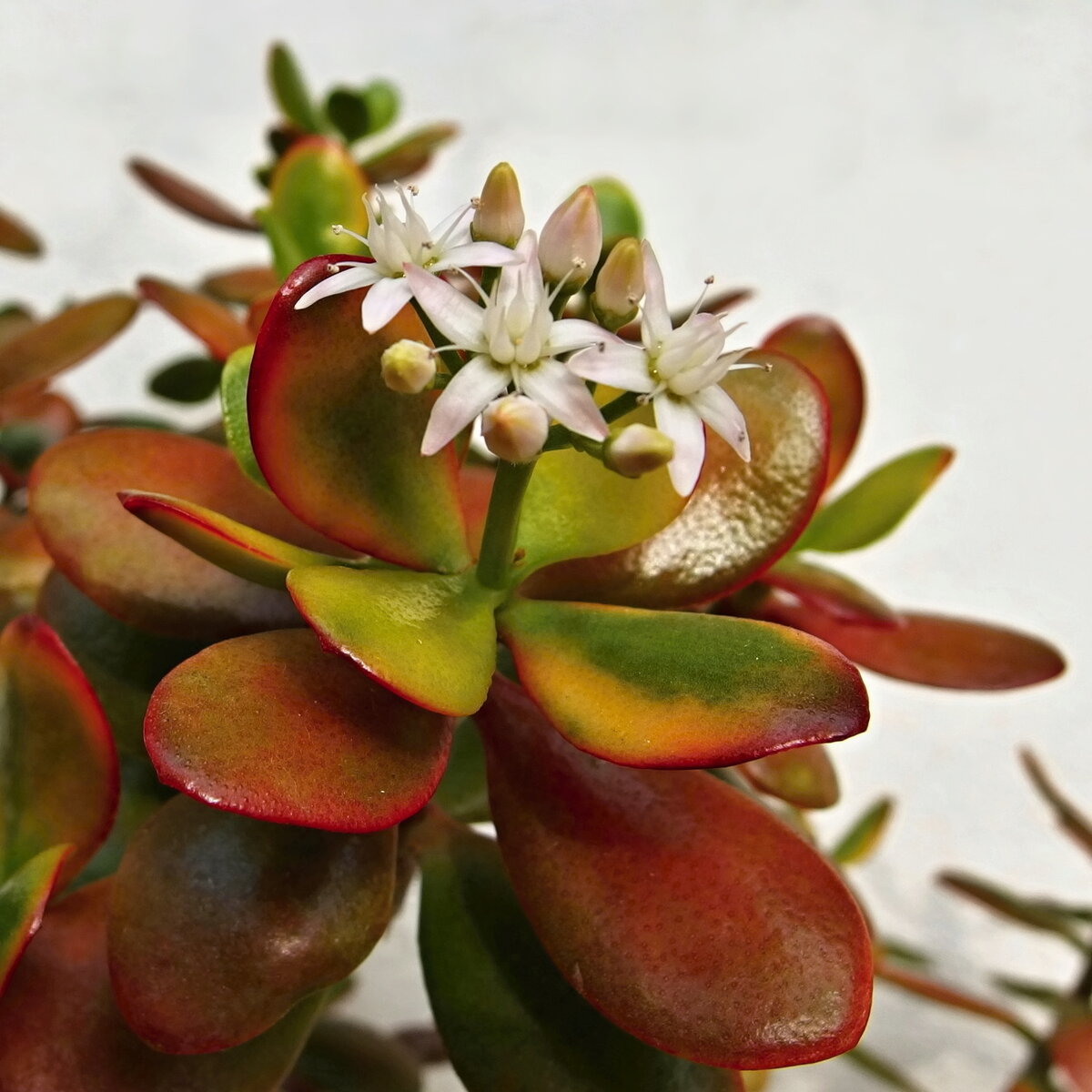 Толстянка Crassula ovata