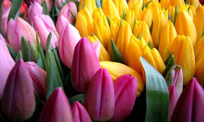 Букет тюльпанов «8 марта»
