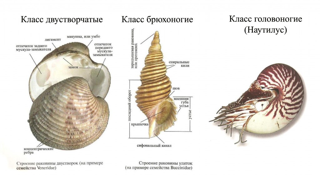 Внешнее строение пресноводных и морских моллюсков. Строение раковины брюхоногих моллюсков. Строение раковин двустворчатых и брюхоногих моллюсков. Внешнее строение раковины брюхоногого моллюска. Строение раковины брюхоногих.