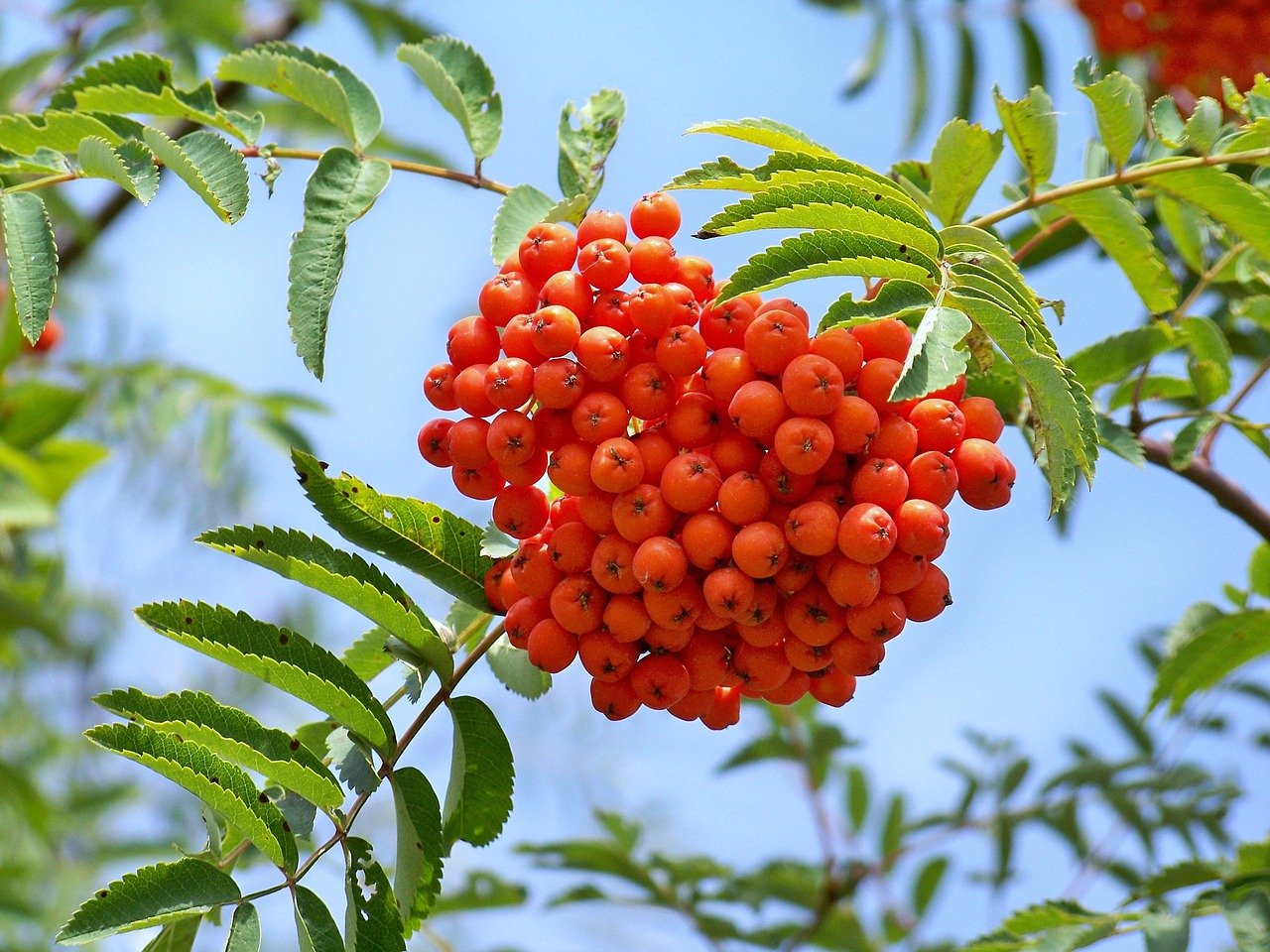 Купить Масло рябины (из свежих плодов), 100 мл. 800 руб.