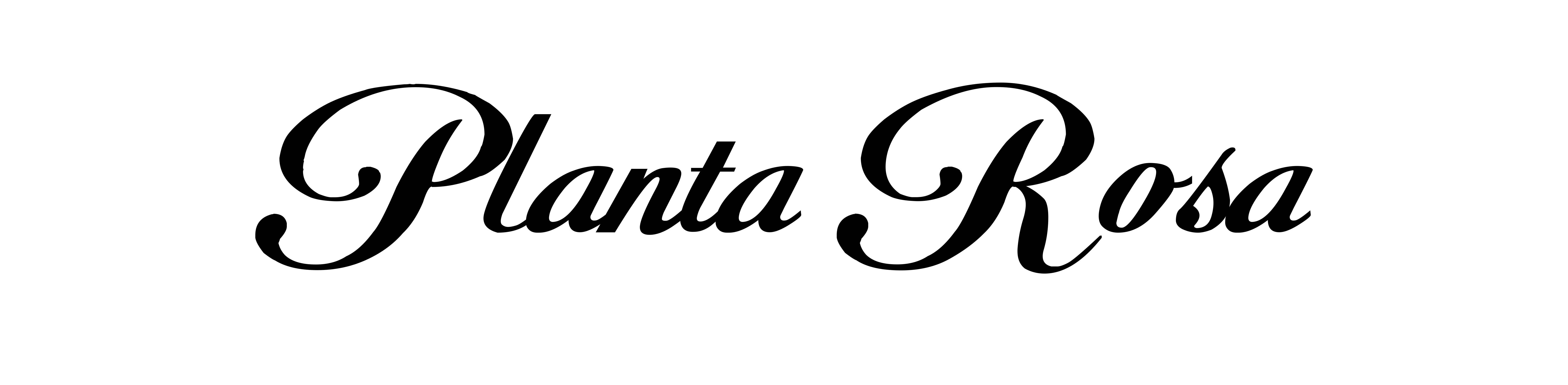 Planta Rosa