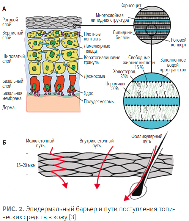 Гидролипидная мантия кожи, кожа и два ее барьера