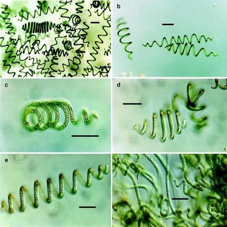 Малекулы спирулины