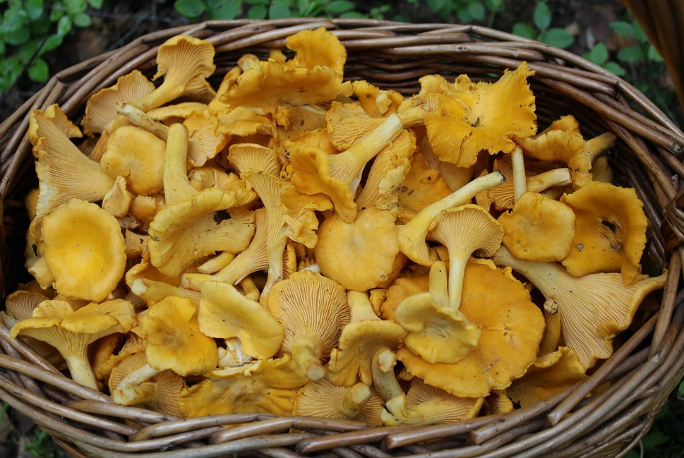 Лисички