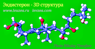 Пространственная структура экдистерона