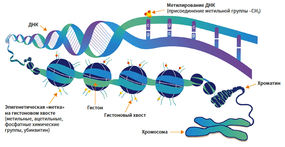 Hyalu B5(LRP) KM 4-2025_Fig 1.png