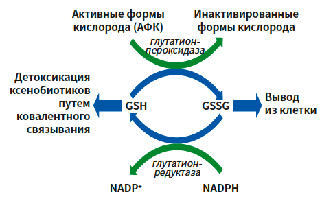 glutathione что это Глутатион — это мощный антиоксидант, роль и польза для организма main image 0