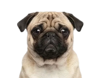 Собакам более 5 кг