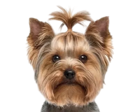 Собакам до 5 кг