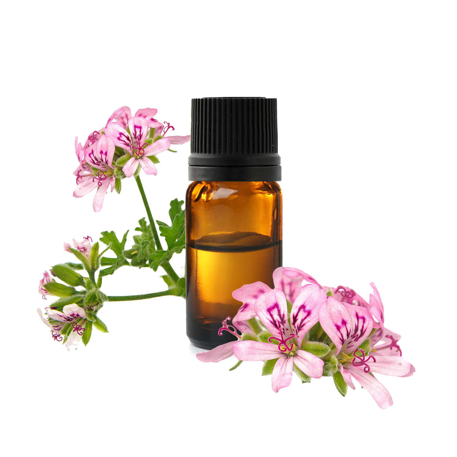 20230105104318_geranium-rosat-he-categ-jpg.jfif