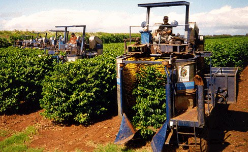 Механический сбор урожая кофе