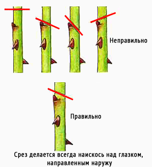 Чайно-гибридные розы