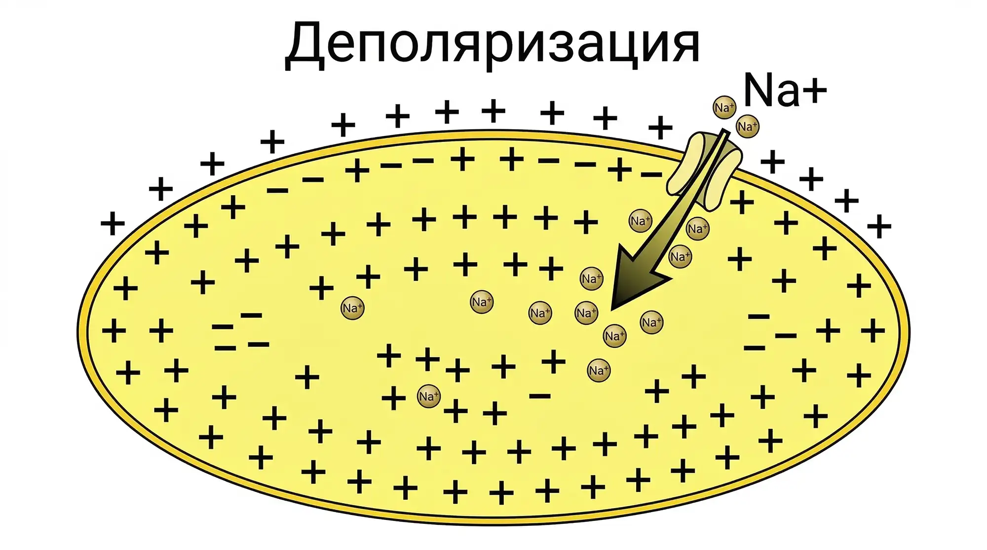 depolyarizaciya