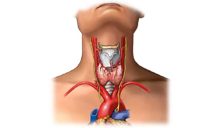 Где щитовидка у женщины схема